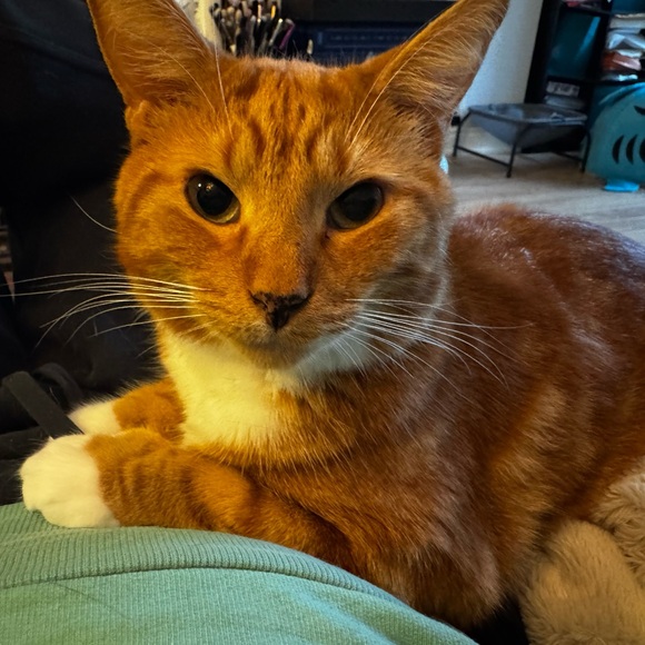 Meet your Posher, Alex - Picture 1 of 1